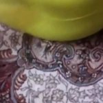 Zebvision Nude video 3